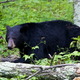 Illustration for article titled Bears use hibernation to regenerate their wounds without a hint of scarring